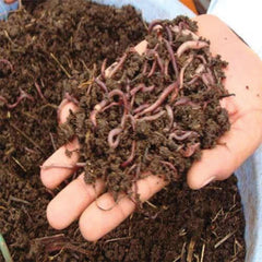 Vermi Compost (1 kg)