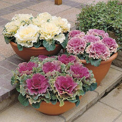 Ornamental Cabbage Seeds  Flowering Cabbage for Winter Garden Decoration