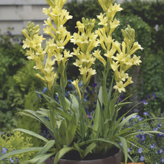 Yellow Baby Tuberose Bulb – Mini Fragrant Flowering Plant for Gardens