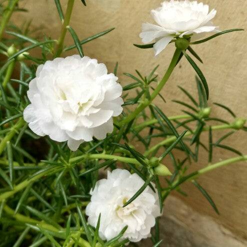 Portulaca White Flower Seeds  Din ka Raja White Blooms for Pakistani Summers
