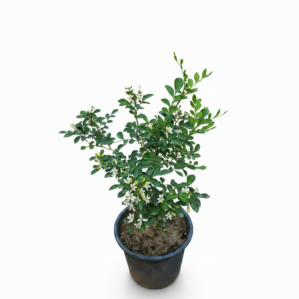 Marvi Plant in Pakistan  Medicinal & Aromatic Herb for Home Use