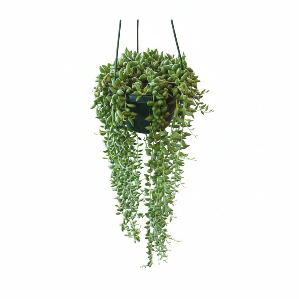 String of Tears Big Plant – Large Hanging Succulent