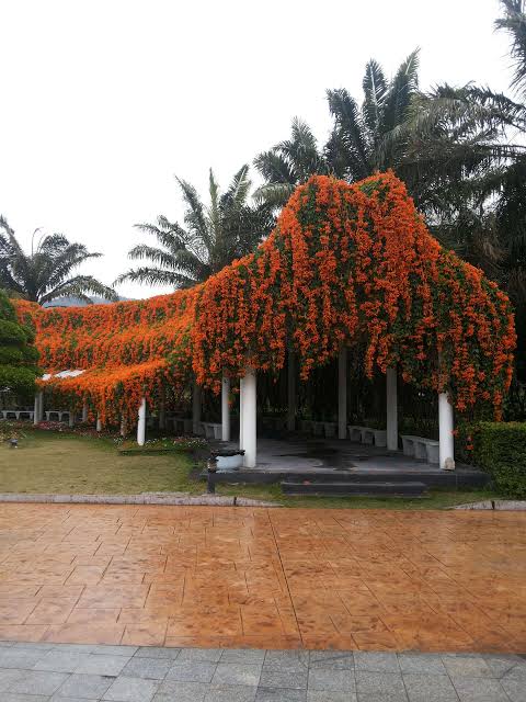 Golden Shower Plant in Pakistan  Cassia Fistula Tree with Bright Yellow Blooms