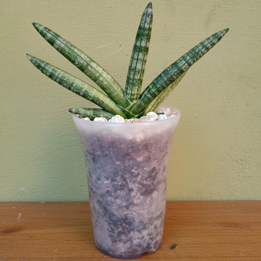4.5×6 Inch High Quality PVC Pots – Available in Gray, White, Transparent & Terracotta