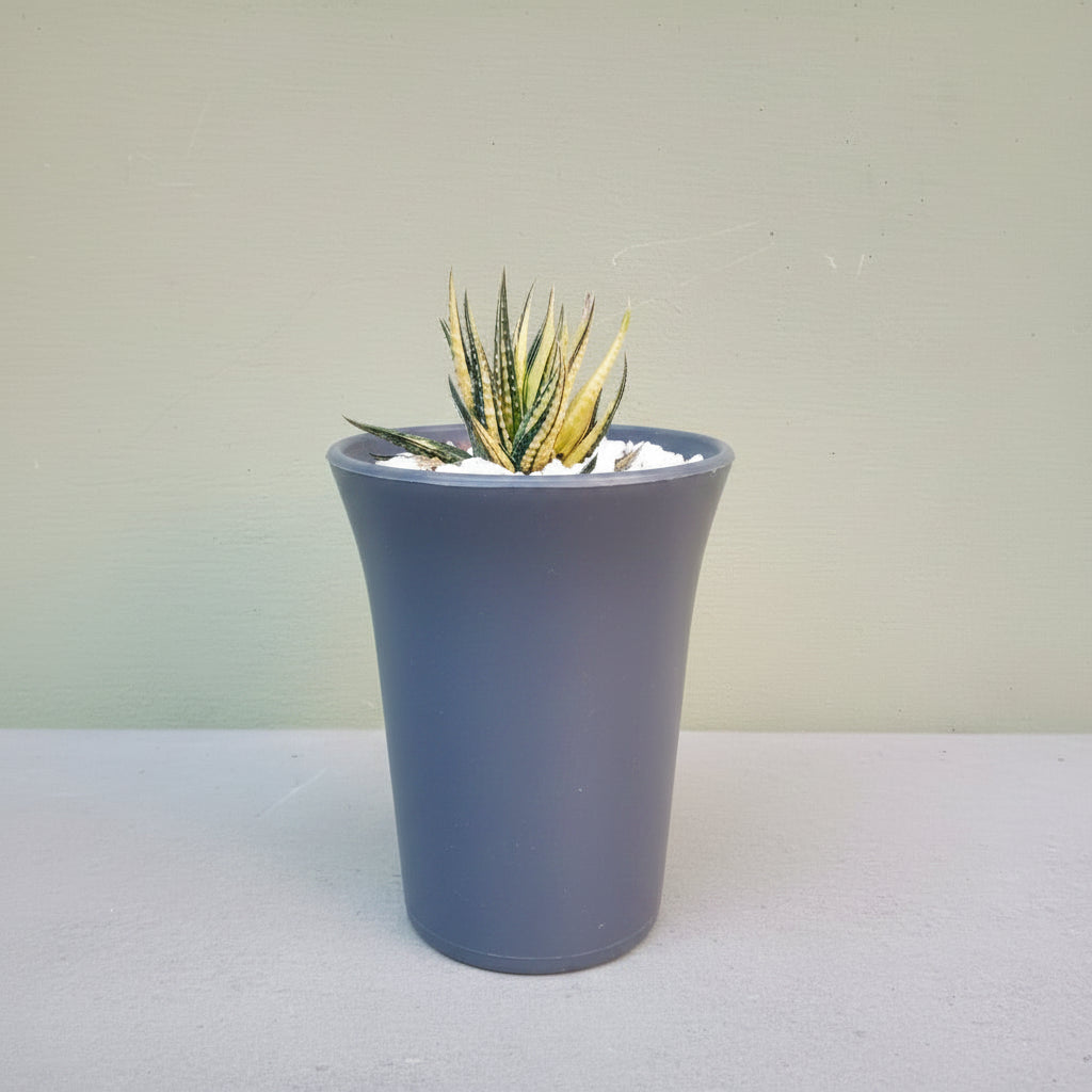 4.5×6 Inch High Quality PVC Pots – Available in Gray, White, Transparent & Terracotta