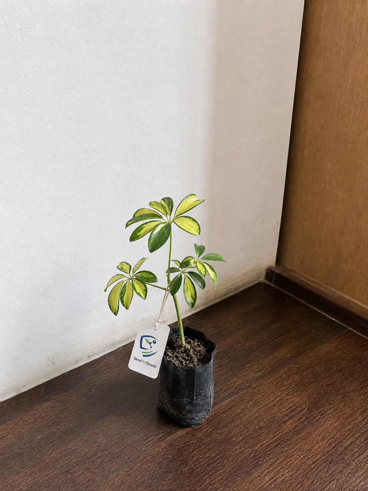 Variegated Schefflera Plant ( چھتری پودا)