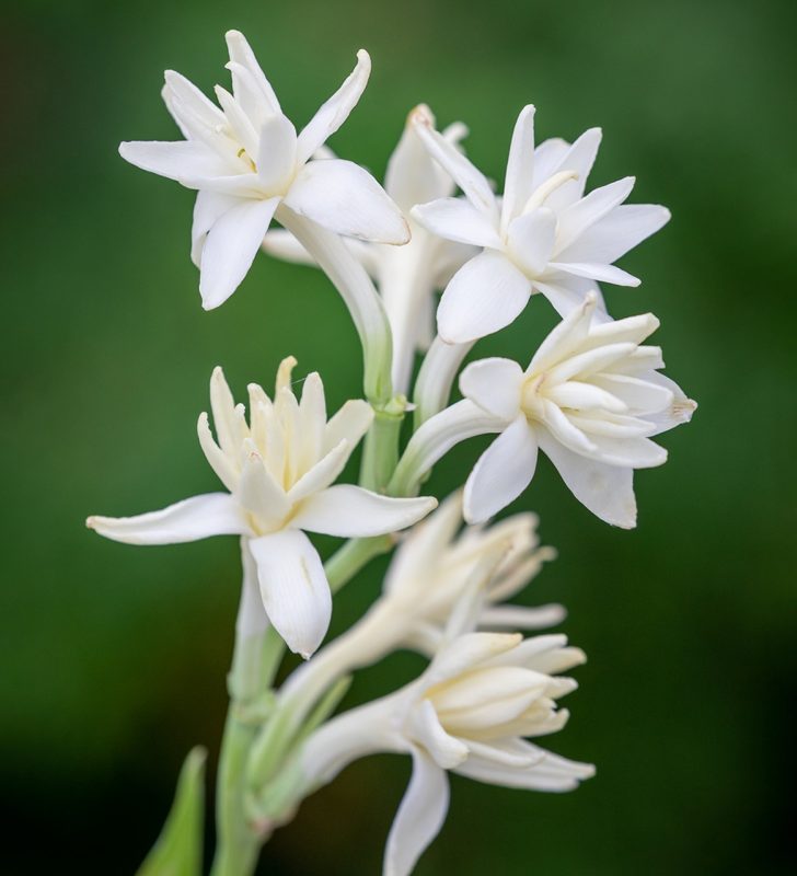 Double Petal Tube Rose (10 bulbs)