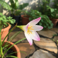 My Picoltee Rain Lily (Zephyranthes Hybrid) – Premium Rare Bloom