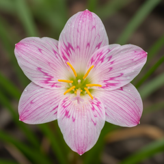 Rain Lily Hybrid Pink Brocade – Patterned Pink Premium Bulb