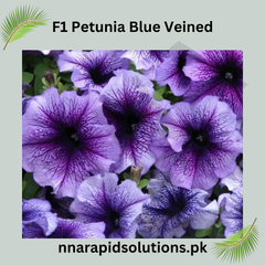 F1 Petunia Blue Veined Seeds in Pakistan  Hybrid Winter Flower Seeds for Pots & Borders