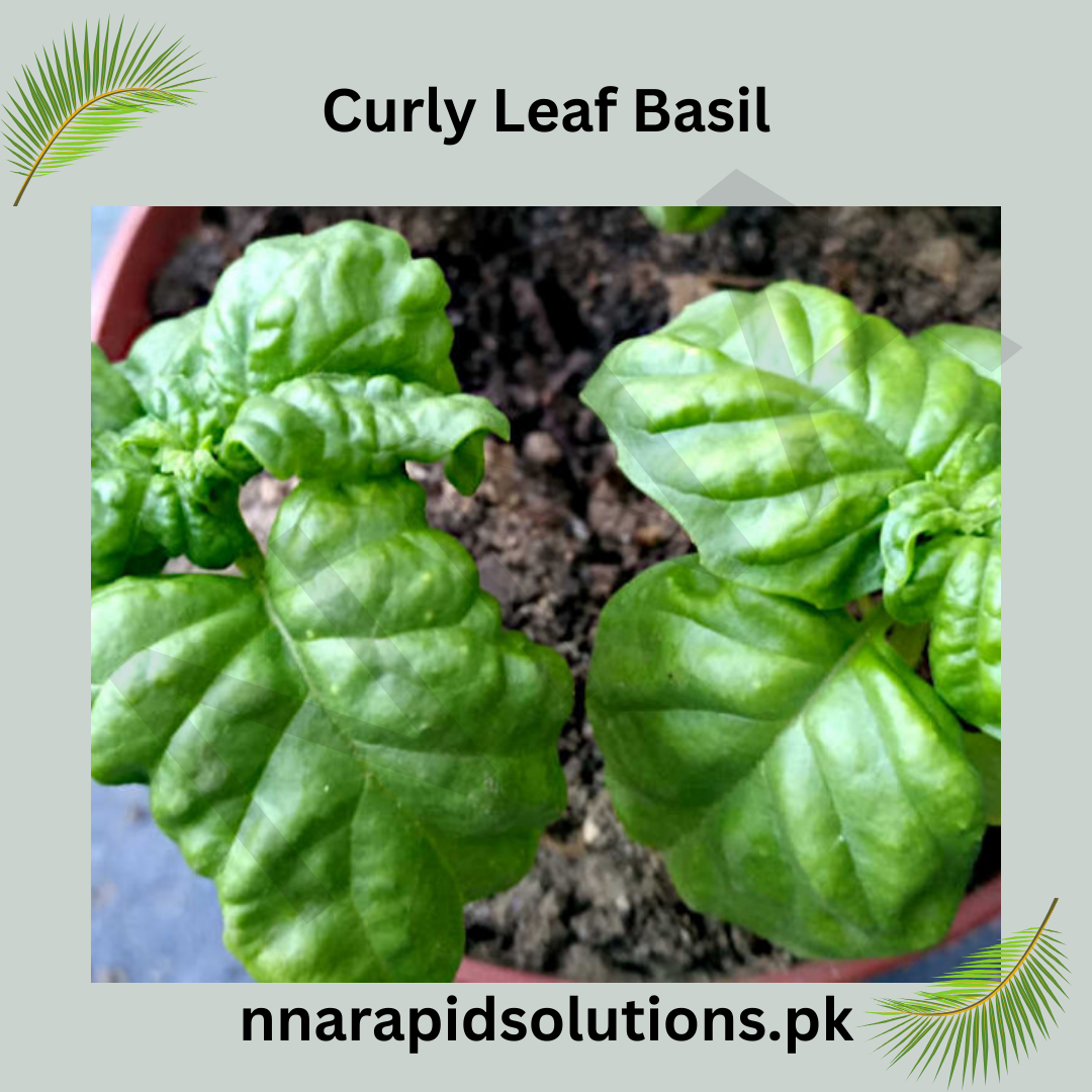 Curly Leaf Basil Hybrid Seeds in Pakistan  Decorative & Aromatic Herb Seeds