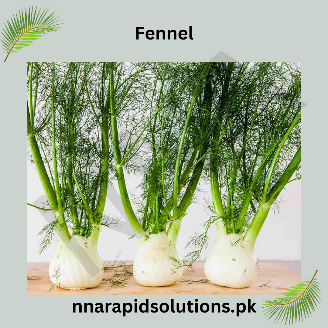 Fennel/Sonf Hybrid Seeds in Pakistan  Fresh Culinary Herb & Vegetable Seeds