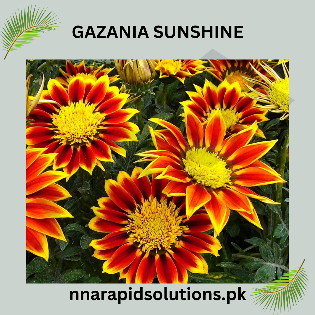Gazania Sunshine Seeds in Pakistan  Bright Sun-Loving Seasonal Flowering Plants