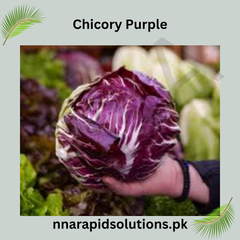 Chicory Purple Hybrid Seeds in Pakistan  Leafy Winter Vegetable for Salads & Gardens