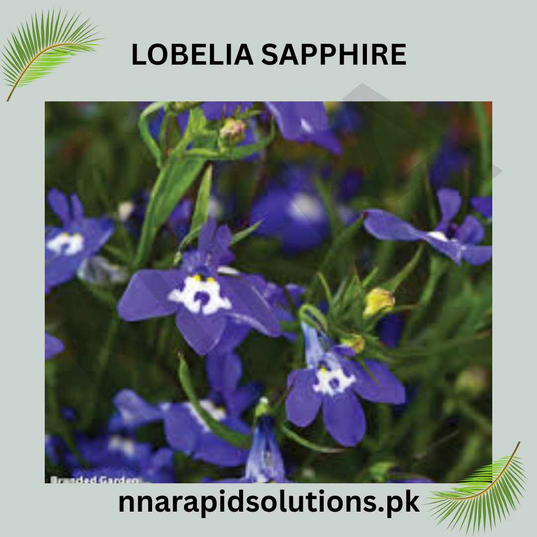 Lobelia Sapphire Seeds in Pakistan  Bright Blue Seasonal Flowering Plants