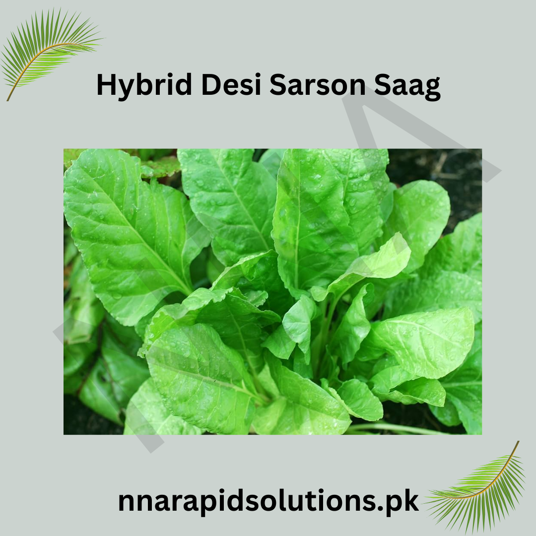 Hybrid Desi Sarson Saag Seeds