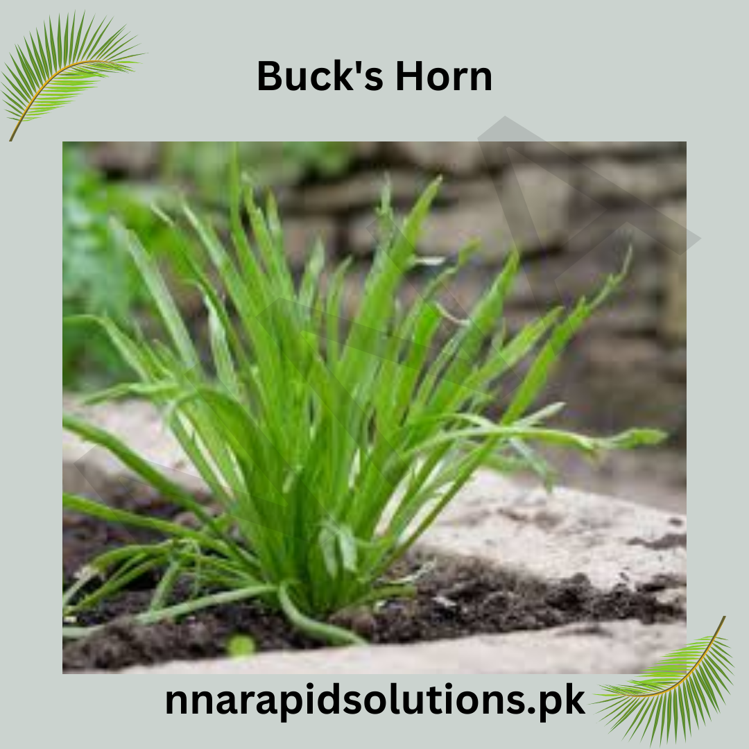 Bucks Horn Plantain Hybrid Seeds in Pakistan  Leafy Herb Seeds for Salads & Garnishes