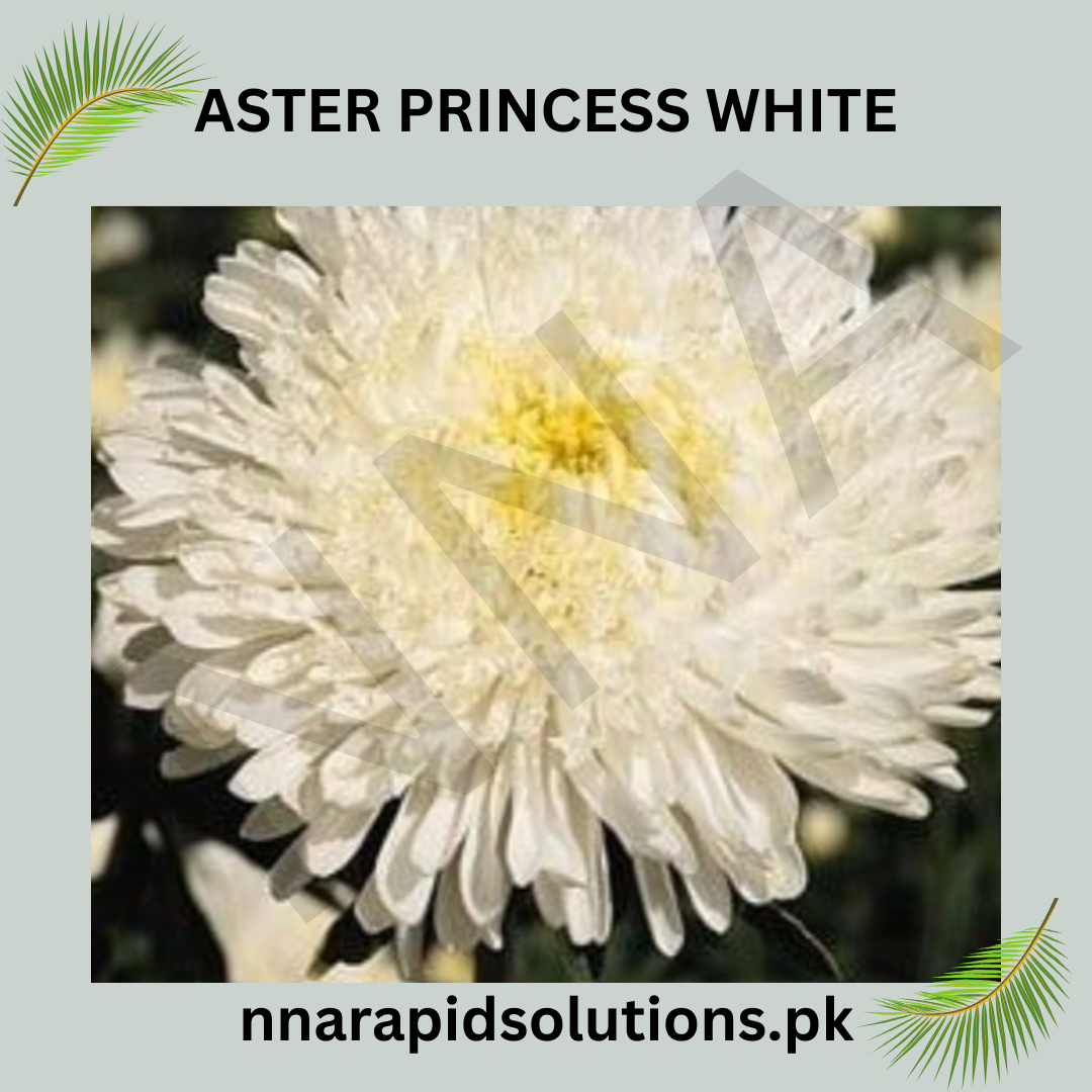 Aster Princess White Seeds in Pakistan  Elegant Seasonal White Flowering Plants