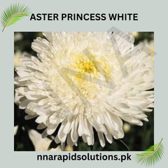 Aster Princess White Seeds in Pakistan  Elegant Seasonal White Flowering Plants