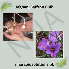 Afghani Saffron 5 Bulbs  Premium Spice & Beautiful Blooms