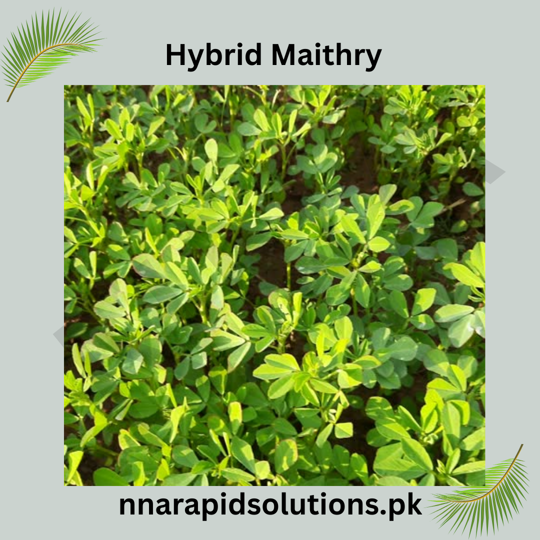 Hybrid Maithray Seeds  Fresh, Nutritious & High-Yield Fenugreek