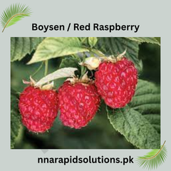 Boysen / Red Raspberry Plant  Sweet & Juicy Berries