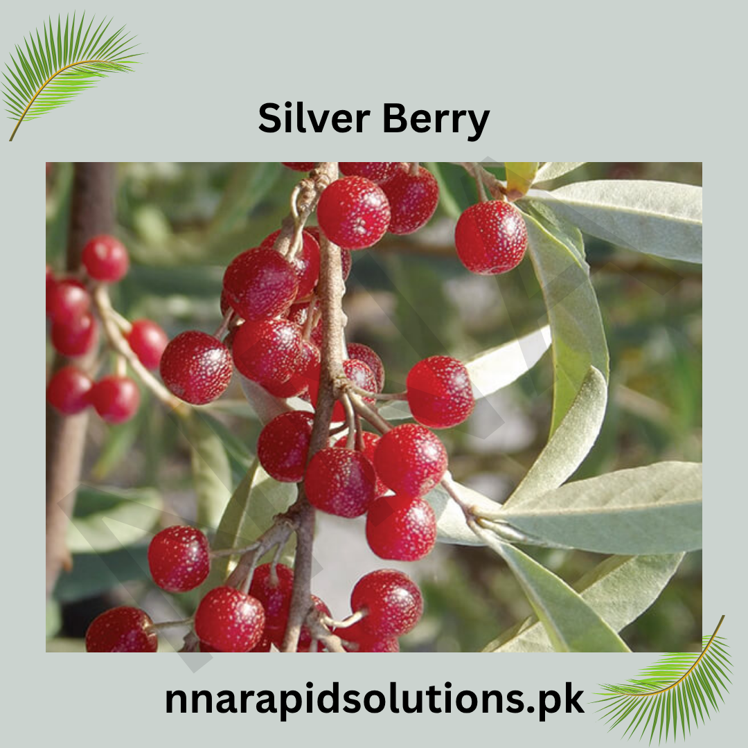 Silver Berry Plant (Elaeagnus)  Hardy, Fragrant, and Beautiful Foliage