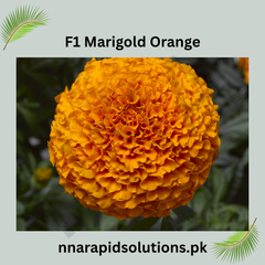 F1 Marigold Orange Plant  Bright Hybrid Blooms for Every Garden