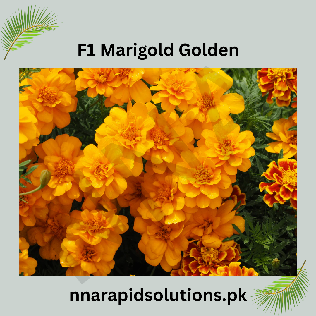 1 Marigold Golden Plant  Bright & Long-Lasting Summer Blooms