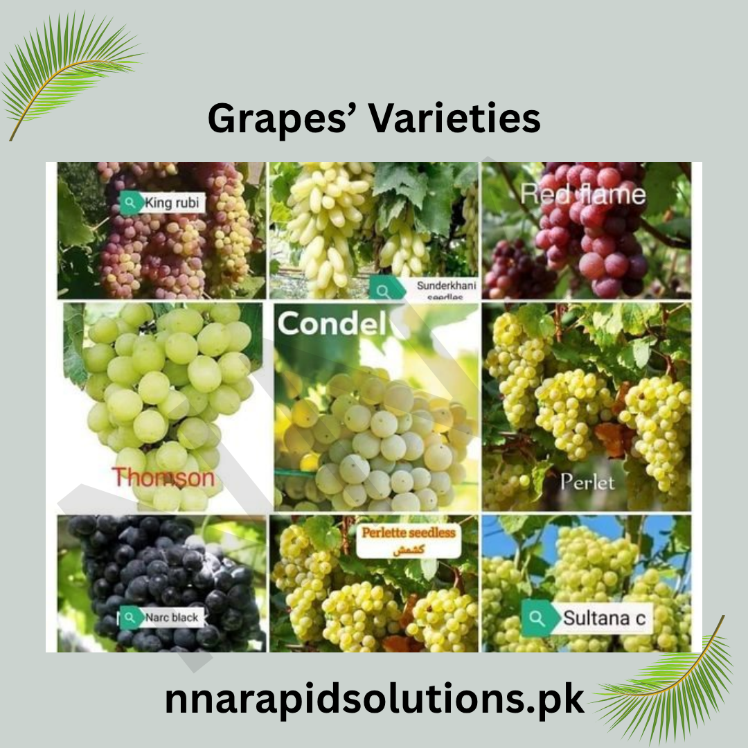 King Ruby Grapes Plant 2 Years Old  Red Seeded Fruiting Vine