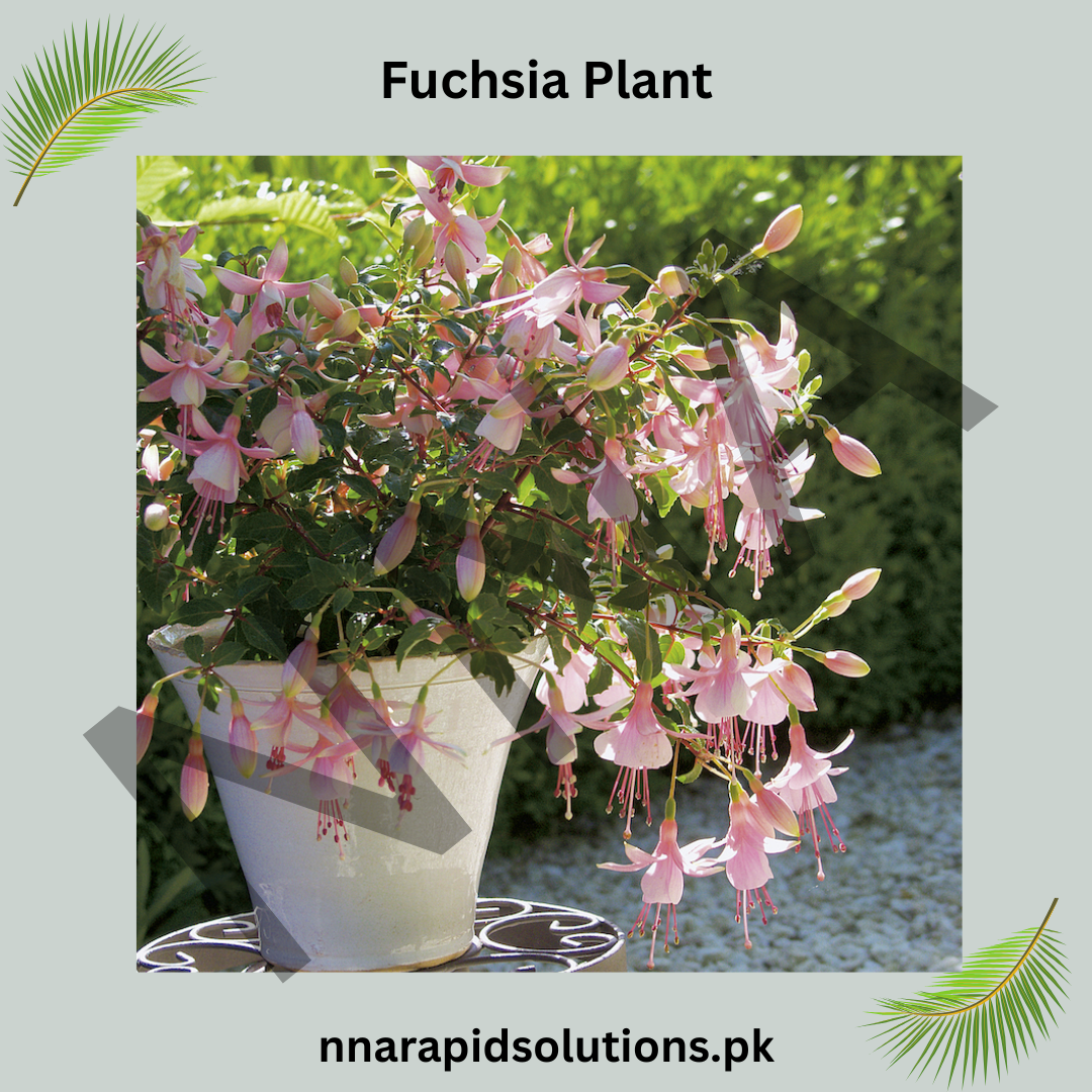 Fuchsia Plant  Hanging Beauty with Elegant Blooms