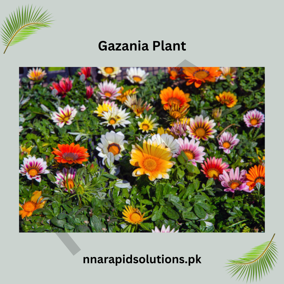 Gazania Plant  Bright & Long-Lasting Blooms