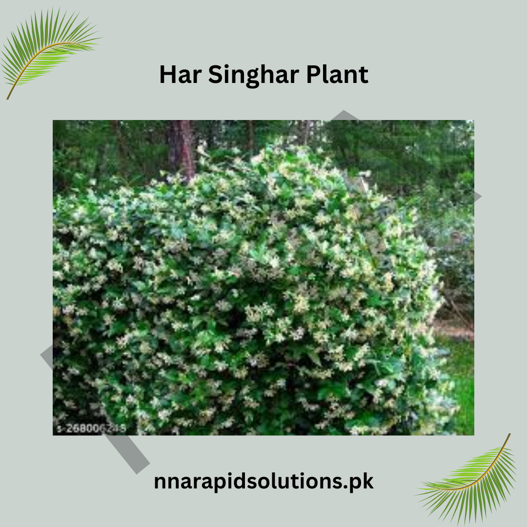 Har Singhar Plant in Pakistan  Parijat Night Jasmine Tree with Sacred Fragrant Flowers