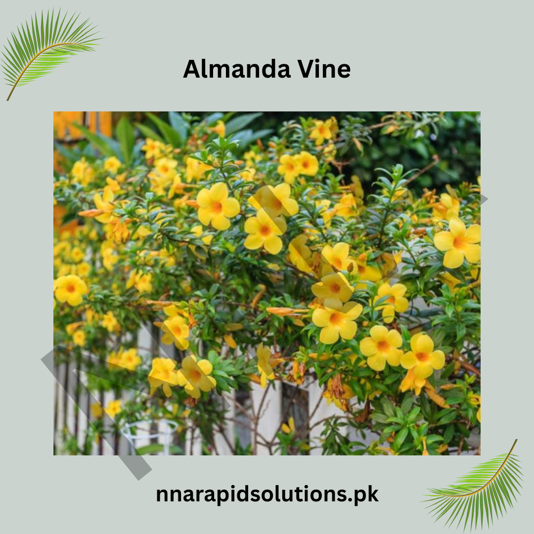Almanda/Allamanda Vine Plant | Flowering Climber for Home & Garden