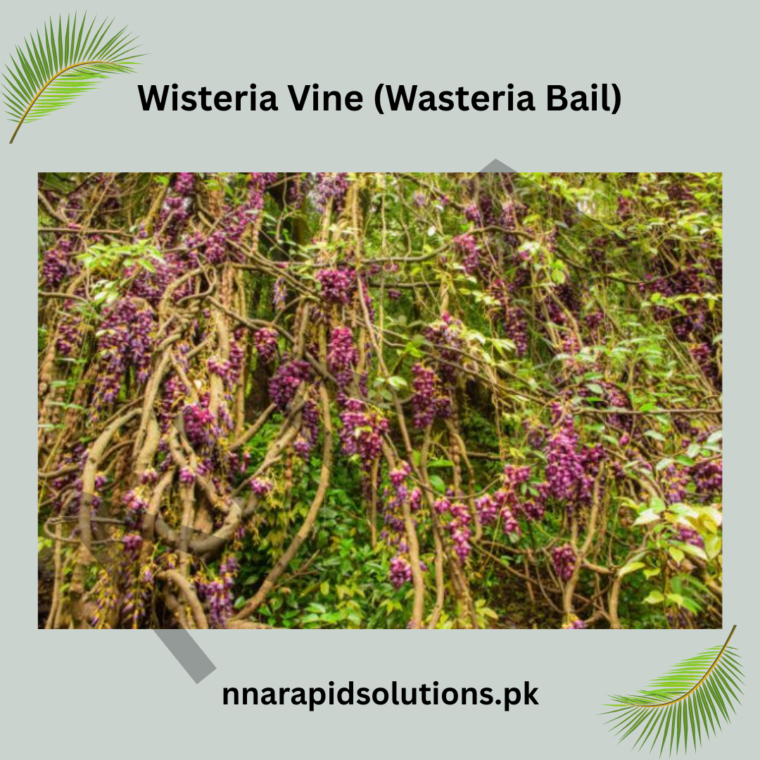 Wisteria Vine (Wasteria Bail) | Elegant Flowering Climber