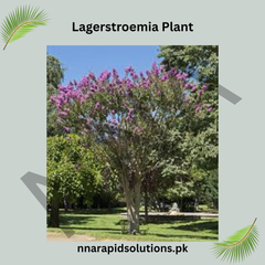 Lagerstroemia Plant (Crape Myrtle)  Long-Blooming Ornamental Tree