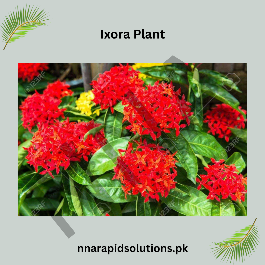 Big Ixora Red Plant | Evergreen Flowering Shrub for Gardens