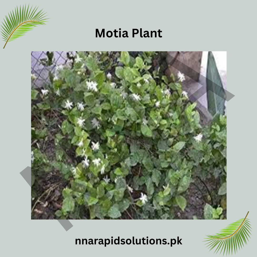 Motia Plant in Pakistan  Fragrant White Arabian Jasmine for Home Gardens