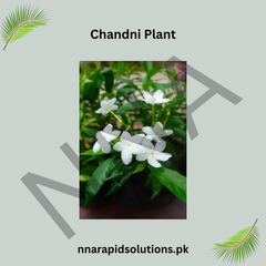 Chandni Plant in Pakistan  Fragrant White Flowering Shrub (Tagar)