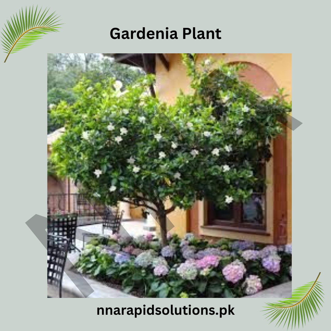 Gardenia Big Plants  Fragrant & Elegant Blooms