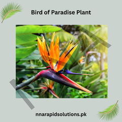 Bird of Paradise Plant  Exotic, Elegant & Statement Indoor/Outdoor Plant