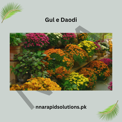 Gul-e-Daodi Plant (Mix Color)  Winter Blooming Chrysanthemum Plant