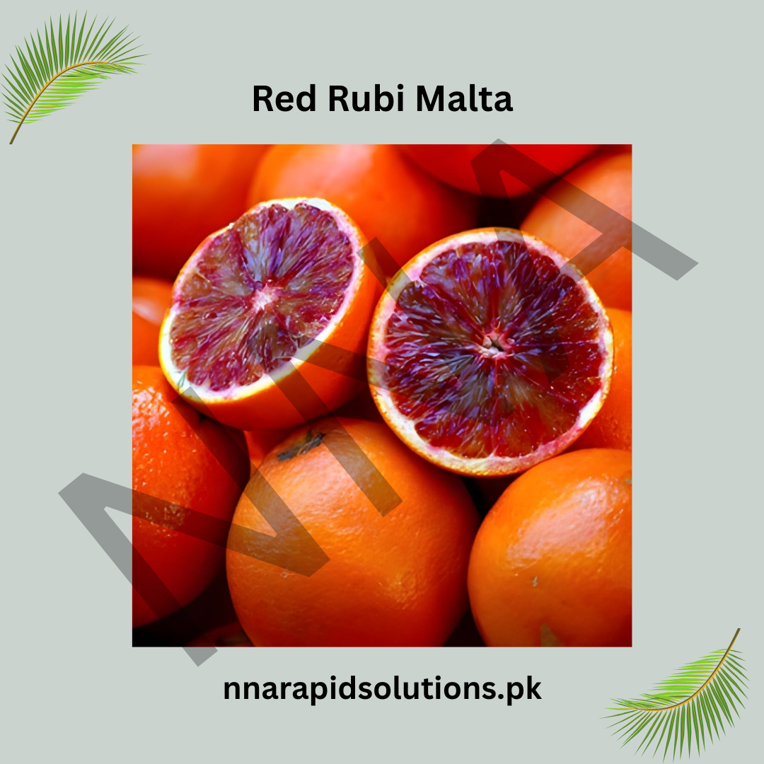 Red Rubi Malta Plant  Premium Blood Orange Variety
