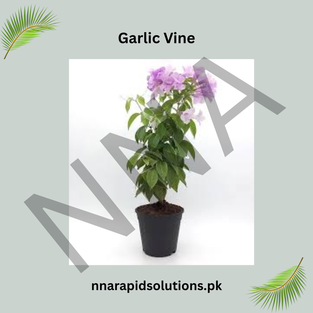 Garlic Vine Plant  Beautiful Purple Blooms with a Natural Garlic Aroma