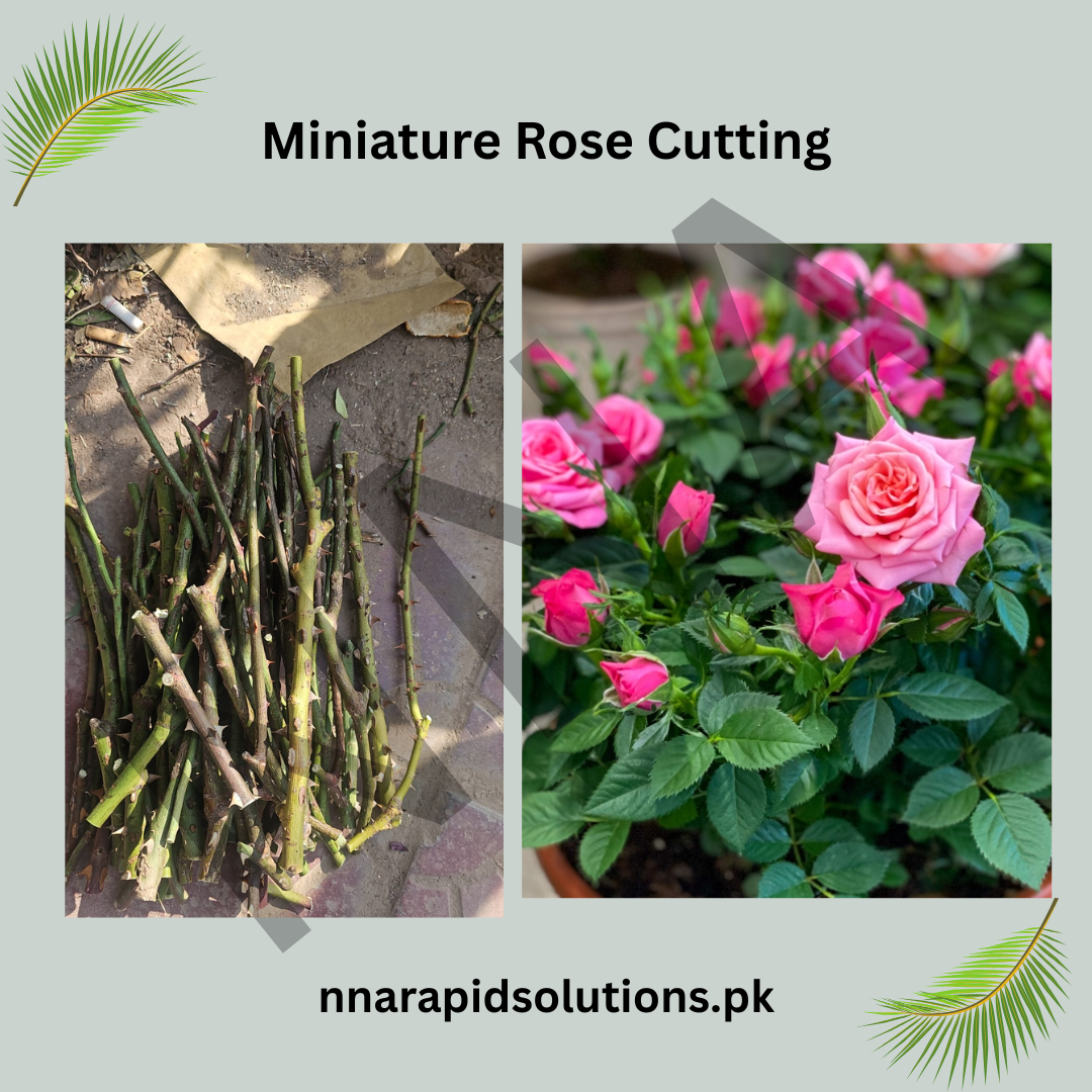 Miniature Rose Vine Cuttings for Sale  Compact, Free-Flowering Roses for Small Spaces