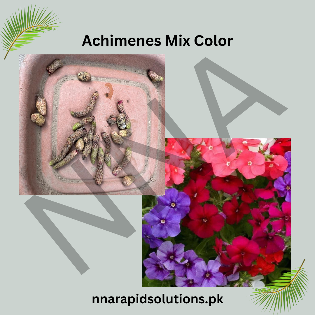 Achimenes Mix Color (Hot Water Plant)  Colorful Summer Blooming Rhizomes