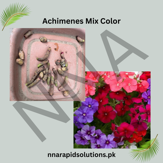 Achimenes Mix Color (Hot Water Plant)  Colorful Summer Blooming Rhizomes