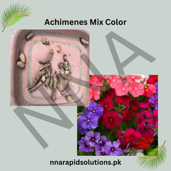 Achimenes Mix Color (Hot Water Plant)  Colorful Summer Blooming Rhizomes