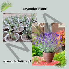 Lavender Plant  Fragrant, Medicinal & Evergreen Beauty