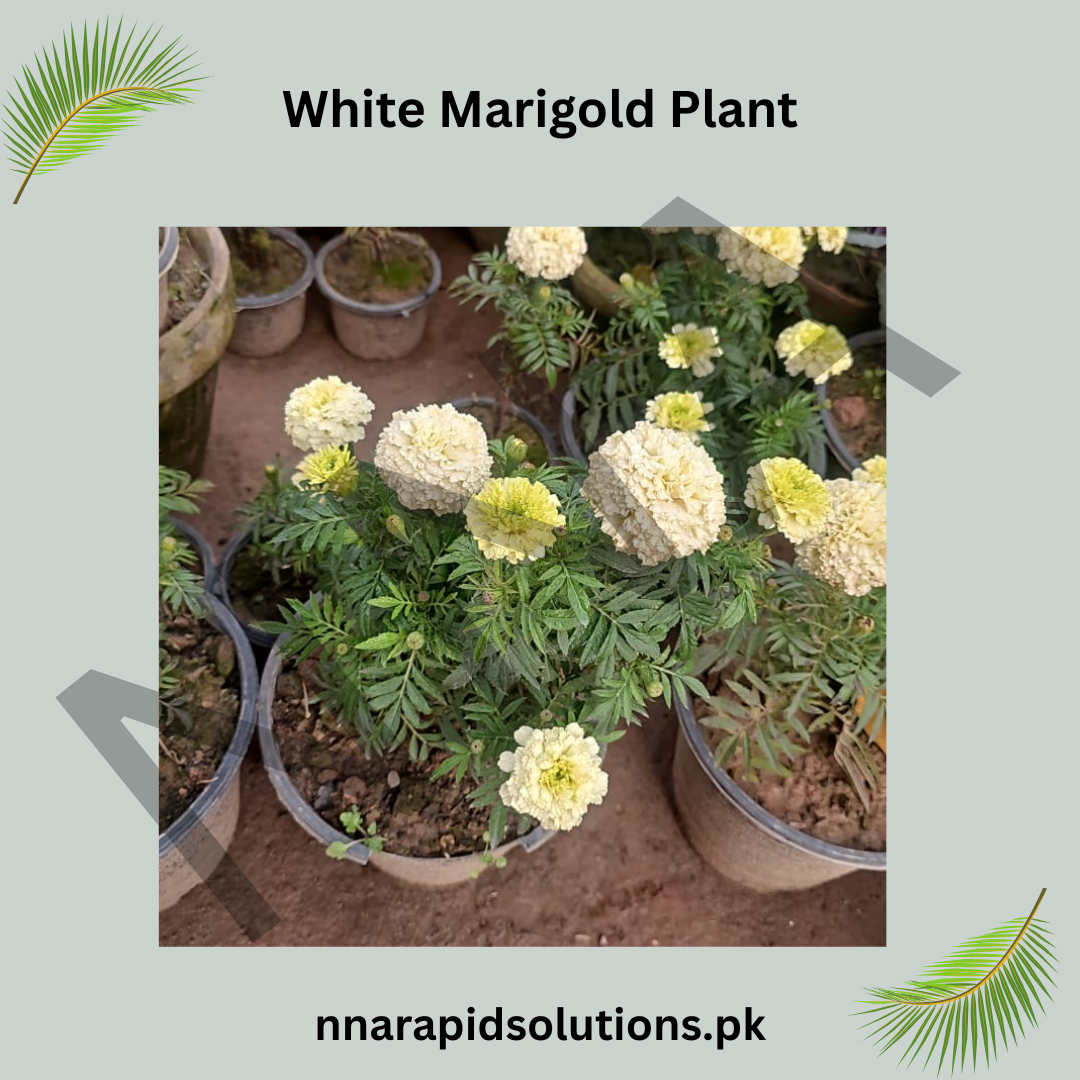 White Marigold Plant  Elegant & Easy-Growing Flowering Plant